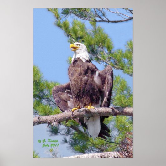 Sur le pin le plus haut - affiche ou imprimé (Devant)