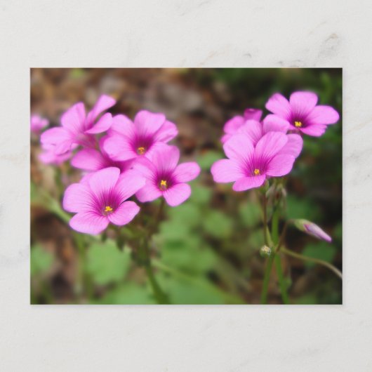 Sur ma carte postale (Devant)