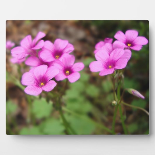 Sur ma Plaque Photo Porte (Devant)