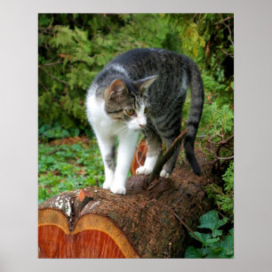 Sur un défilé de chat - Affiche de chaton