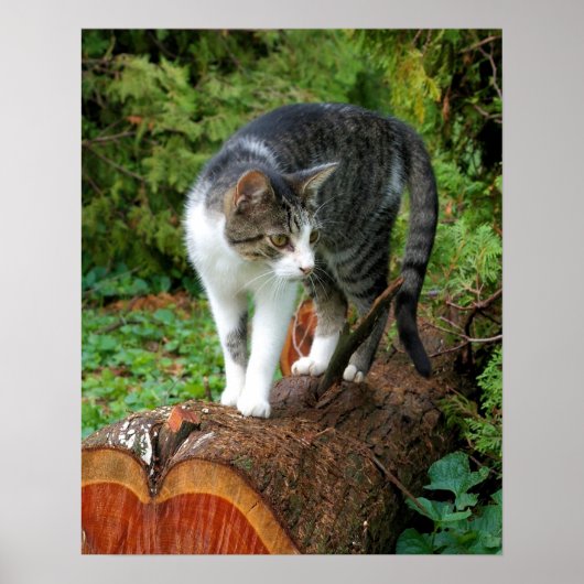 Sur un défilé de chat - Affiche de chaton (Devant)
