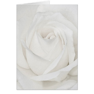 Sur Votre Voyage Ensemble, Rose Blanche