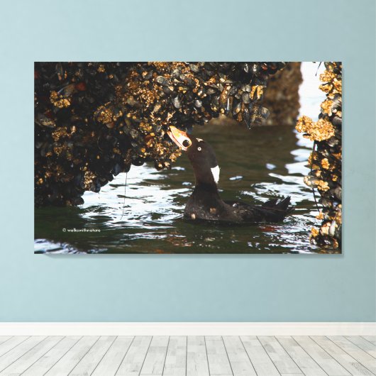 Surf Scoter Feasting Mussels and Barnacles Canvas Afdruk (Insitu (Houten vloer))