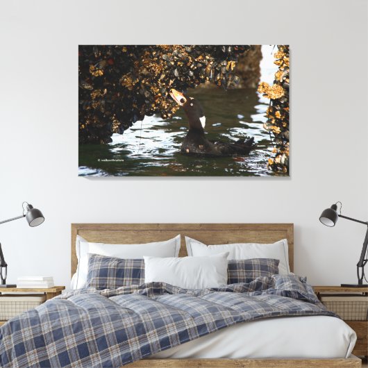 Surf Scoter Feasting Mussels and Barnacles Canvas Afdruk (Insitu (Slaapkamer))
