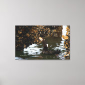 Surf Scoter Feasting Mussels and Barnacles Canvas Afdruk (Voorkant)