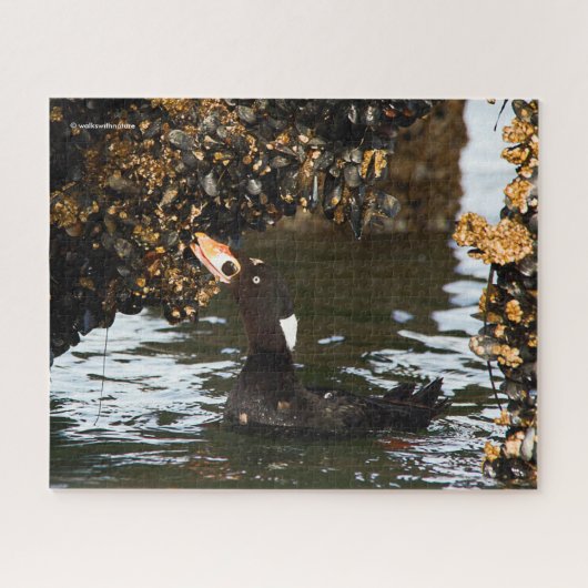 Surf Scoter Feasting Mussels and Barnacles Legpuzzel (Horizontaal)