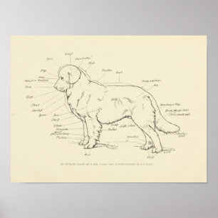 Surface Anatomy of the Dog Chart Poster