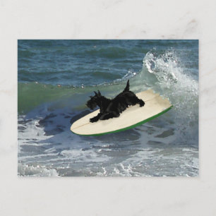 Surfende Schotse Terrier Briefkaart