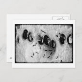 surfmieren briefkaart (Voorkant / Achterkant)