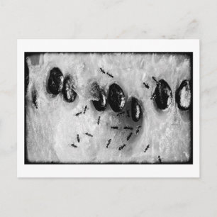 surfmieren briefkaart