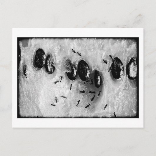 surfmieren briefkaart (Voorkant)