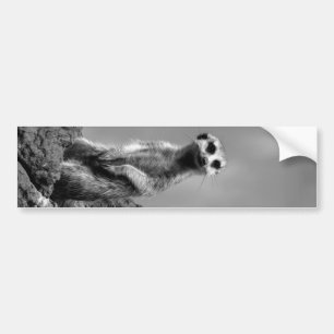 Suricaat Bumpersticker