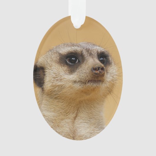 Suricate 2014-1101 (devant)
