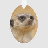 Suricate 2014-1101 (dos)