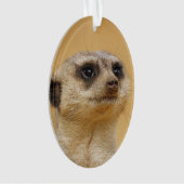 Suricate 2014-1101 (devant)