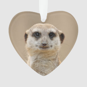 Suricate_2015_0211