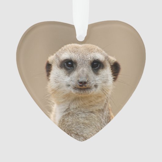 Suricate_2015_0211 (devant)