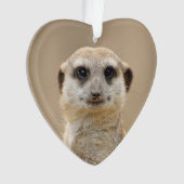 Suricate_2015_0211 (devant)