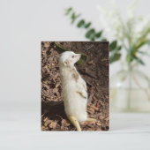 Suricate Blanc Debout, Carte Postale (Debout devant)