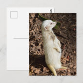 Suricate Blanc Debout, Carte Postale (Devant / Derrière)