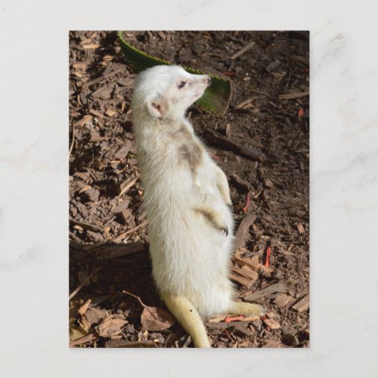 Suricate Blanc Debout, Carte Postale (Devant)