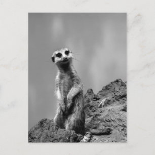 Suricate Briefkaart