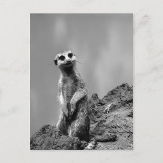 Suricate Briefkaart