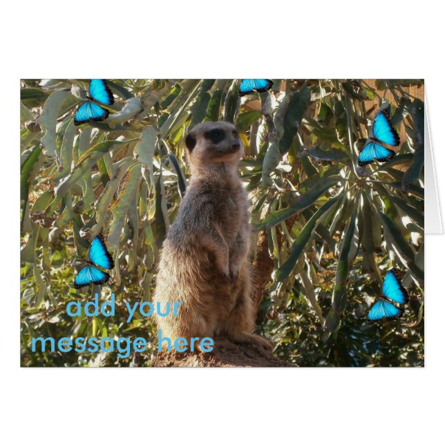 Suricate et papillons bleus, (Devant horizontal)