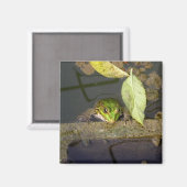 Surveillance de la grenouille, aimant (Recto/Verso)