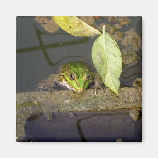 Surveillance de la grenouille, aimant (Devant)