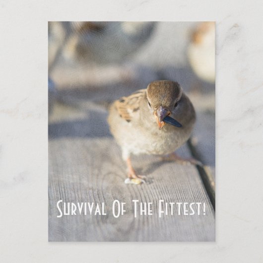 Survie De La Carte Postale Fittest (Devant)