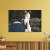 Survivor ~ Wild Iconic Stallion van Steens Canvas (Insitu (Woonkamer))