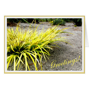 Survivor Yellow Desert Plante personnalisable Fram