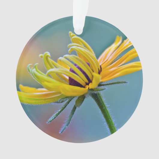 Susan Noir-eyed (devant)