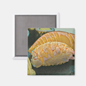 Sushi minachting cadeau magneet (Voorkant / Achterkant)