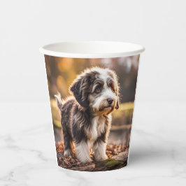 Süßer Aussiedoodle Welpe Papieren Bekers
