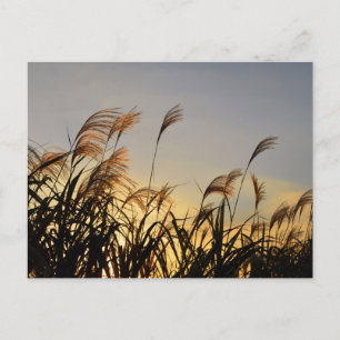 Susuki (Japans pamapras) Briefkaart