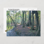 Suwannee River slough Briefkaart (Voorkant / Achterkant)