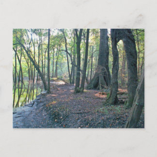 Suwannee River slough Briefkaart