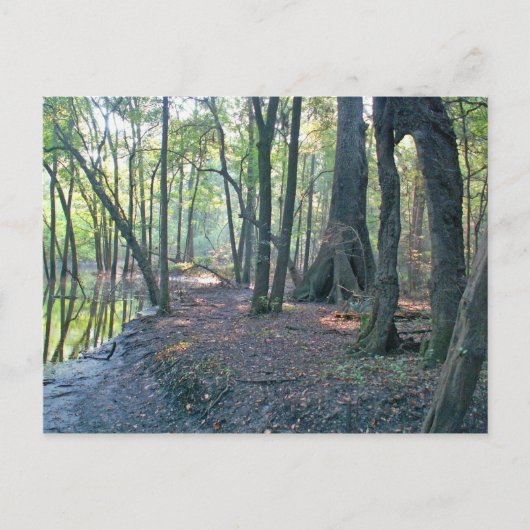 Suwannee River slough Briefkaart (Voorkant)