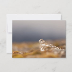 Svalbard Ptarmigan Carte photo naturel