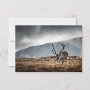 Svalbard Reindeer Carte photo de la nature