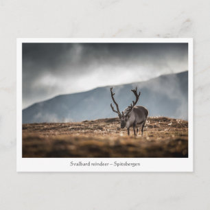 Svalbard Reindeer Natuur Foto Briefkaart