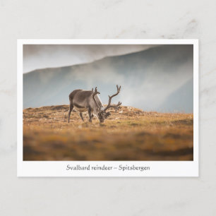 Svalbard Reindeer Natuur Foto Briefkaart