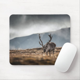 Svalbard Reindeer Natuur Foto Muismat