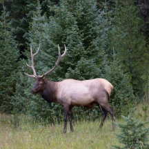 Wildlife