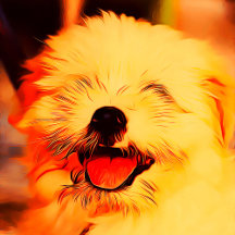 “Happy Poppy” Pooch Collection