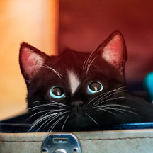 In Suitcase