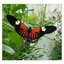 Black and Orange Postman Butterfly Collection