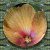 MaeFlowers